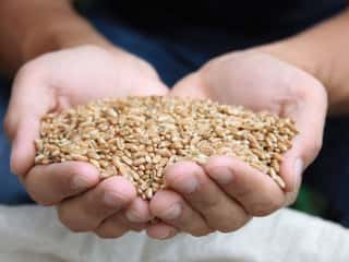 Kan en sunn tarmflora beskytte mot sykdom?